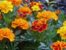 Marigolds in the summer garden.