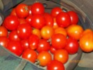 Cherry tomatoes always a good producer