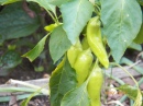 Sweet banana peppers coming back after a sketchy start. Not out of the woods yet with wet weather still around.